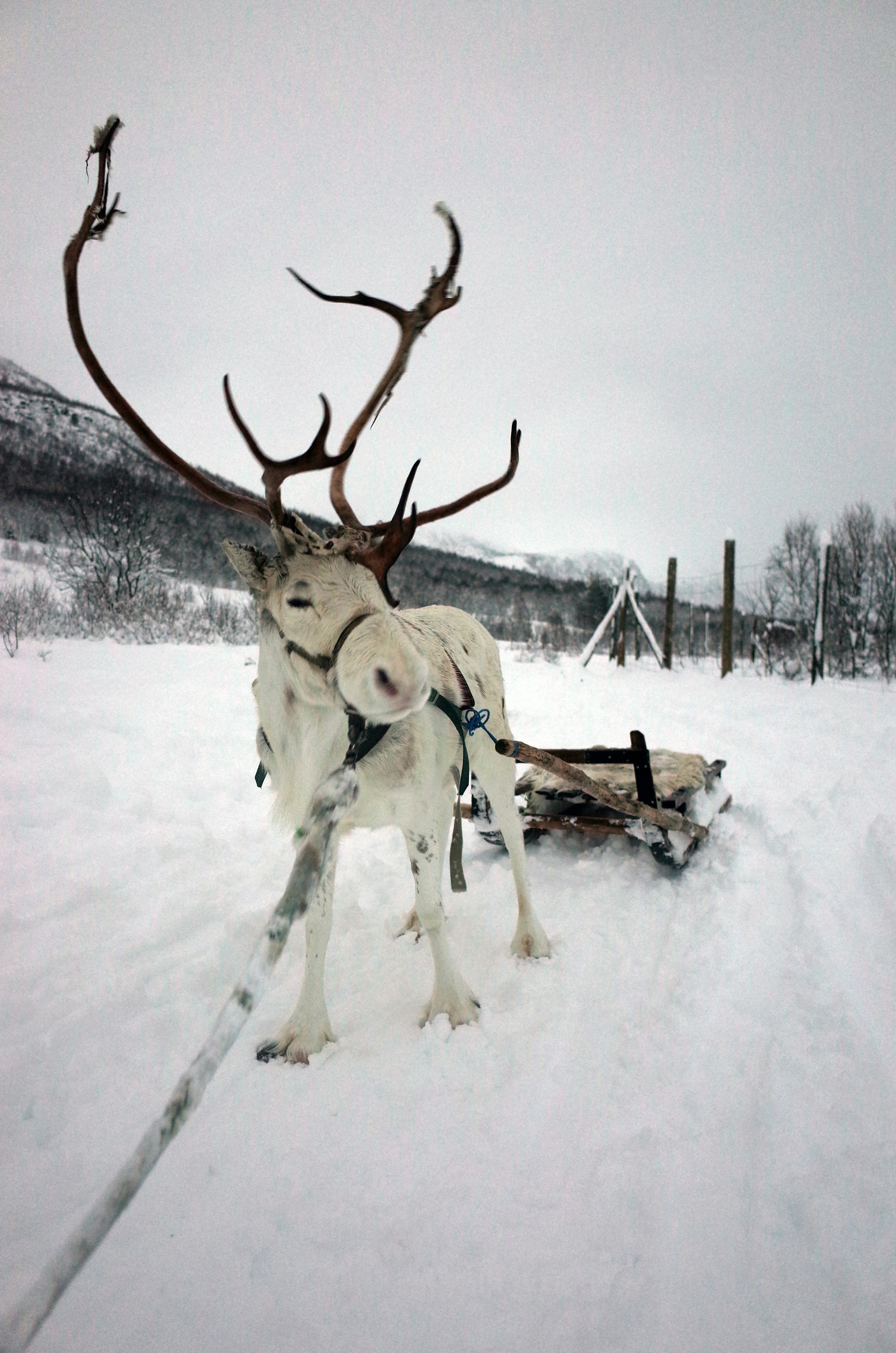 Arctic wildlife and reindeer